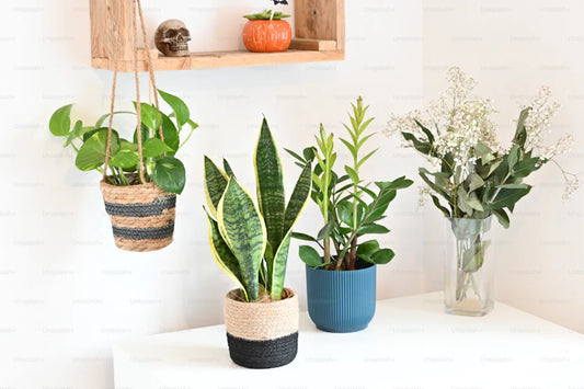 Incorporating Indoor Plants: Bringing Nature Into Your Home Decor